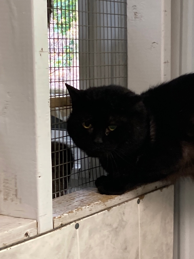 Jethro, a Adoptable Domestic Short Hair in Pottsville, PA image 2/2