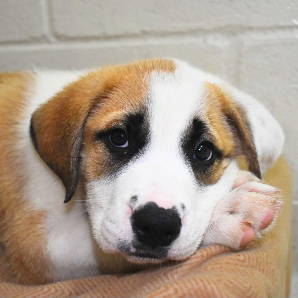 Chandler, Adoptable, Puppy Male Mixed Breed.