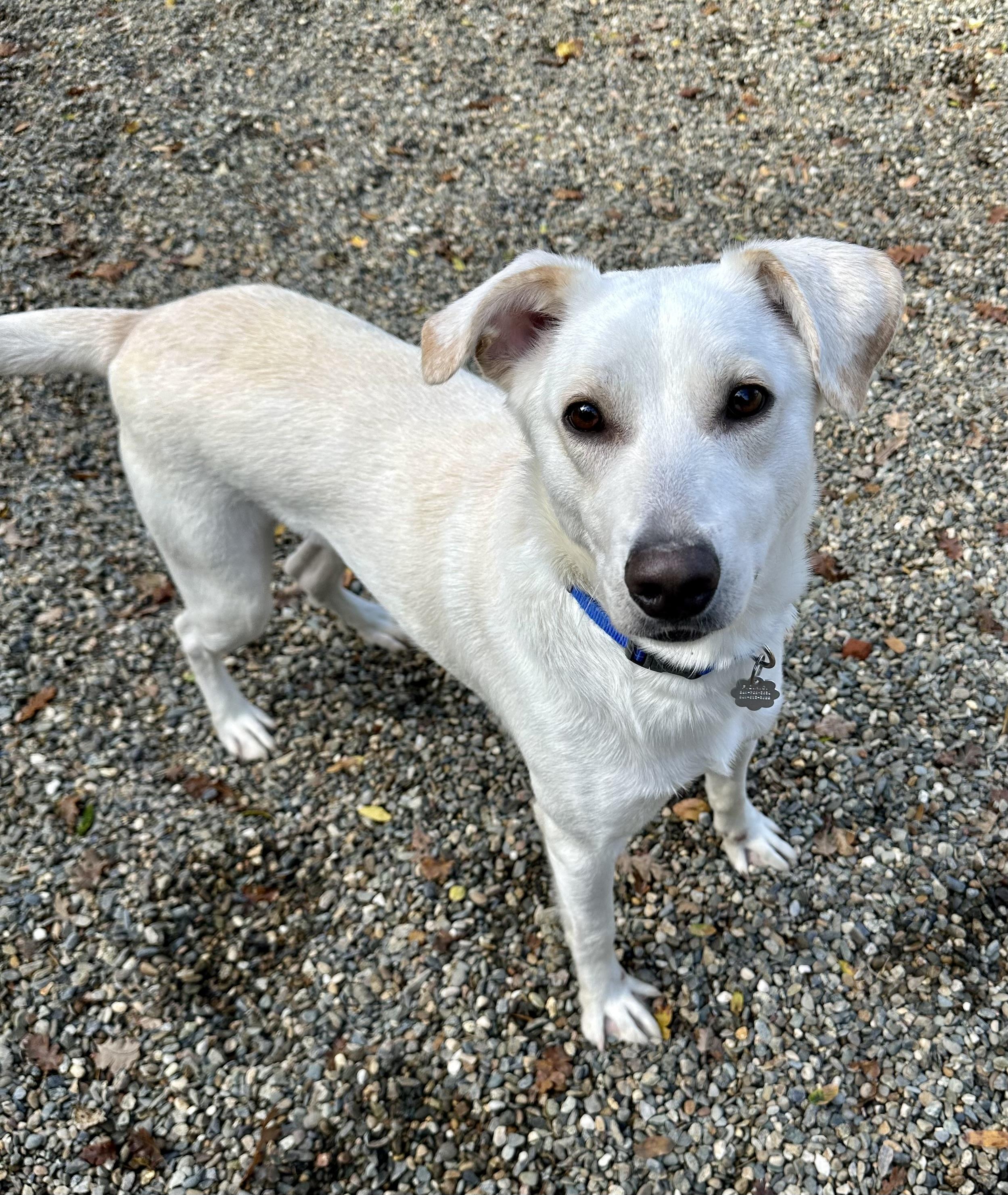 Goober 0125 — thumbnail 4