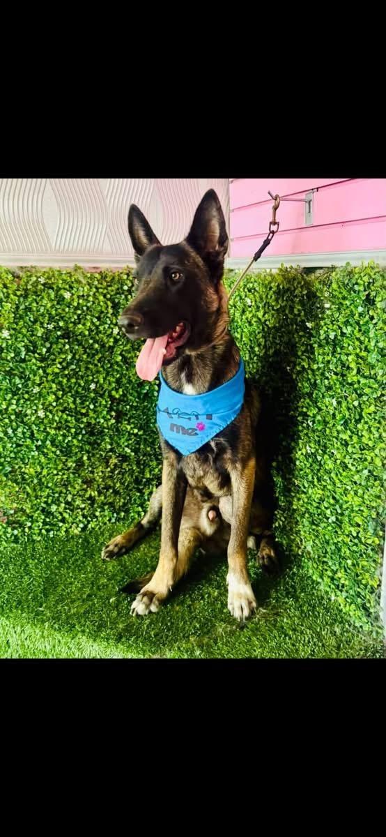 Enlarge ZEUS, a Adoptable Shepherd in Langley, BC image 4/4