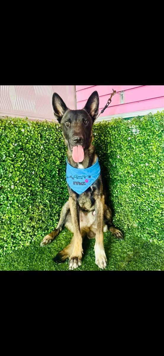 Enlarge ZEUS, a Adoptable Shepherd in Langley, BC image 3/4