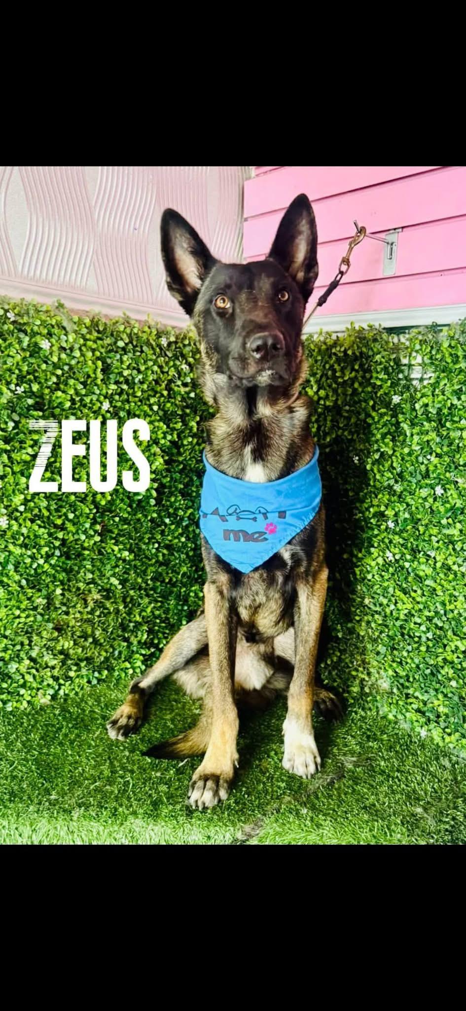 ZEUS, Adoptable, Puppy Male Shepherd.