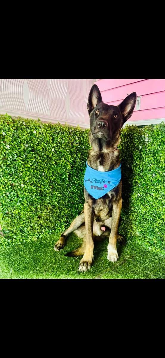Enlarge ZEUS, a Adoptable Shepherd in Langley, BC image 2/4