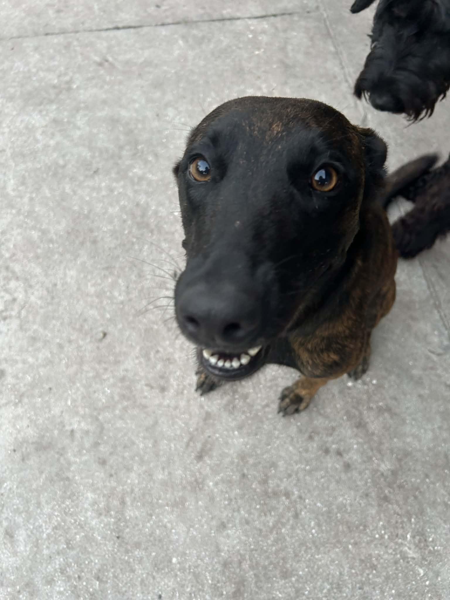 Sphinx, Adopted, Adult Female Belgian Shepherd / Malinois & Dutch Shepherd.