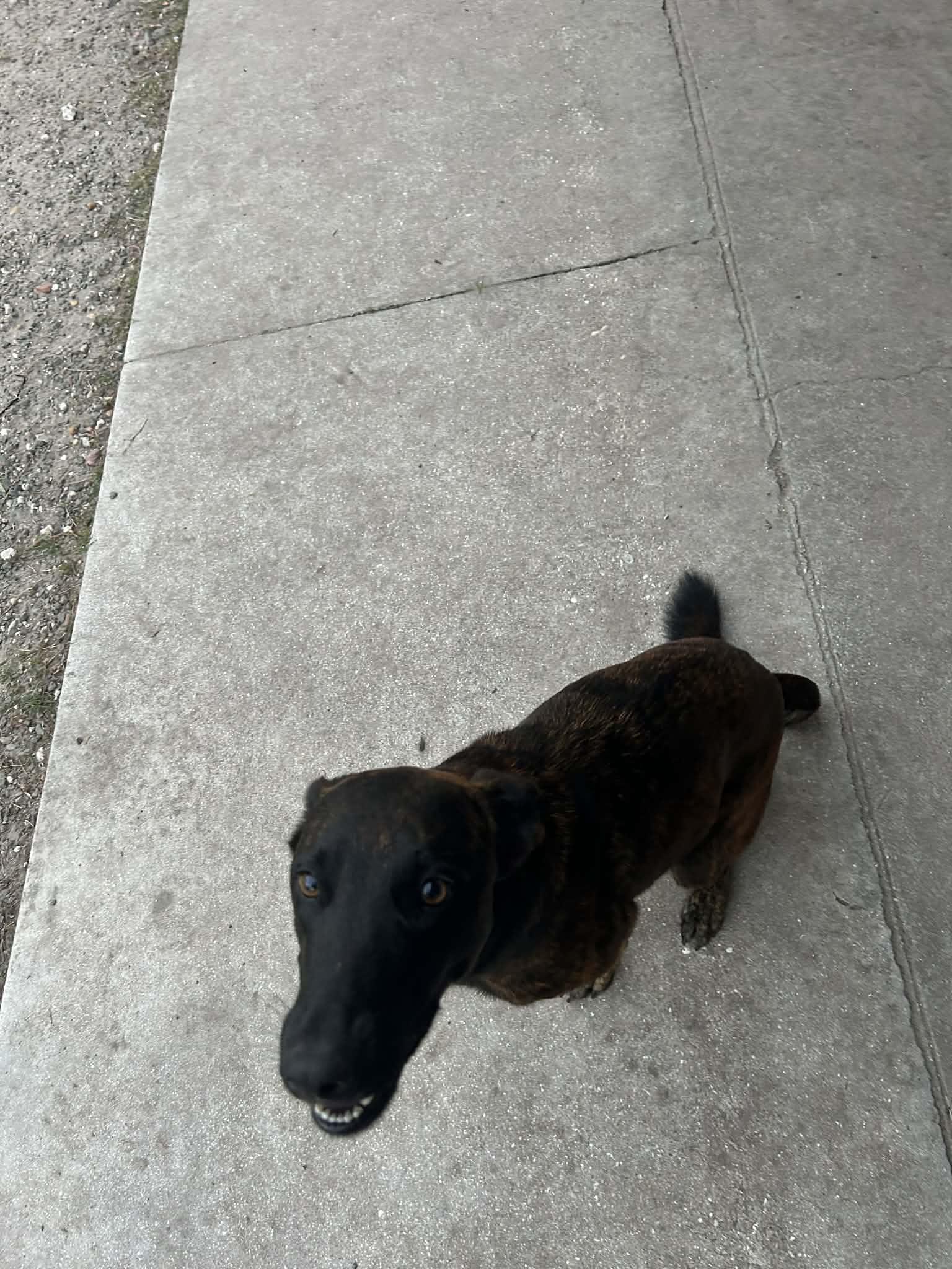 Enlarge Sphinx, a Adopted mixed breed in Parrish, FL image 2/6