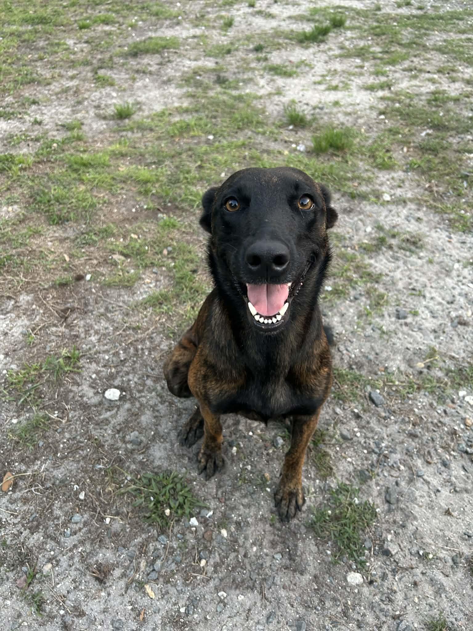 Enlarge Sphinx, a Adopted mixed breed in Parrish, FL image 3/6