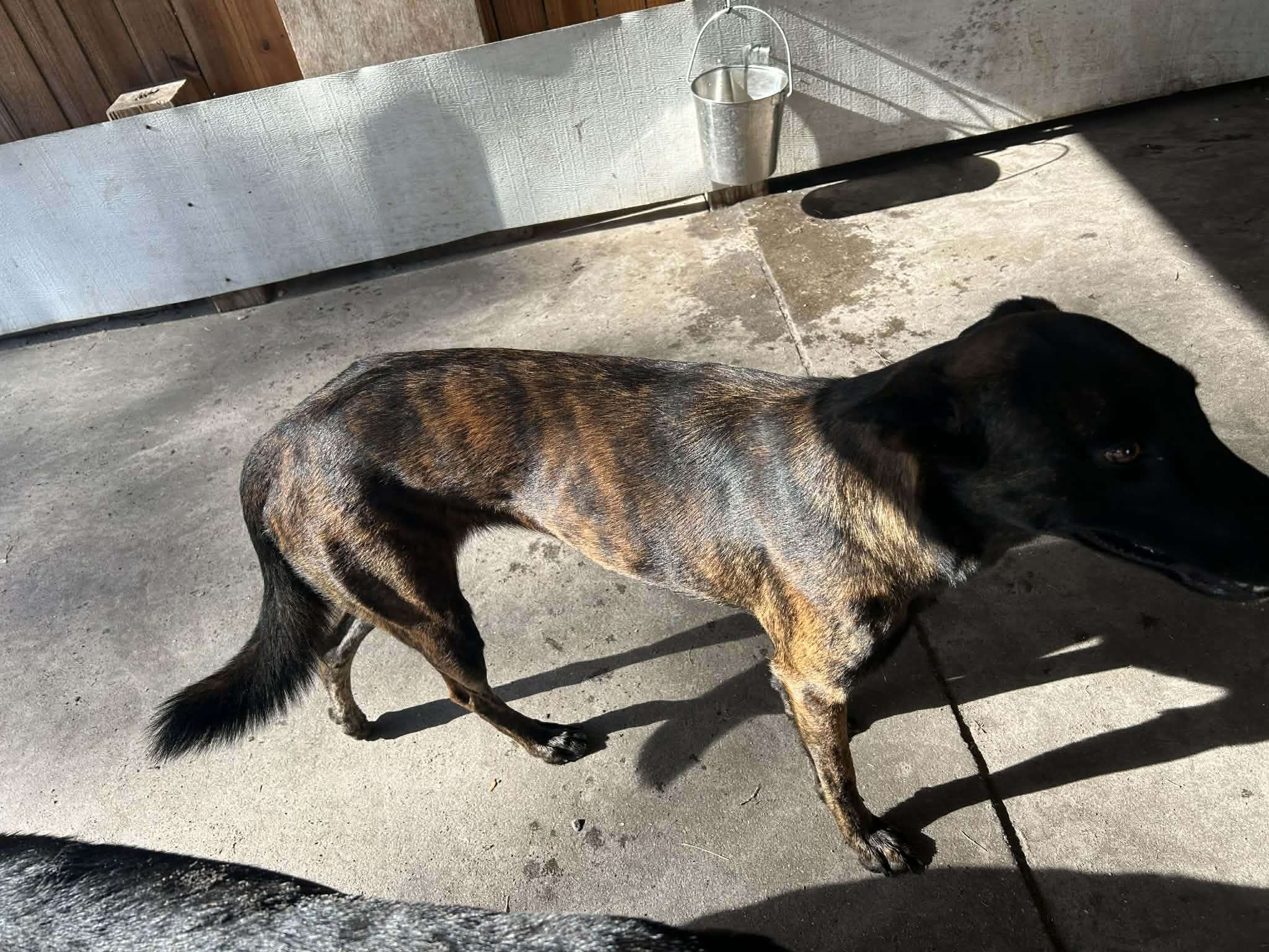 Enlarge Sphinx, a Adopted mixed breed in Parrish, FL image 4/6