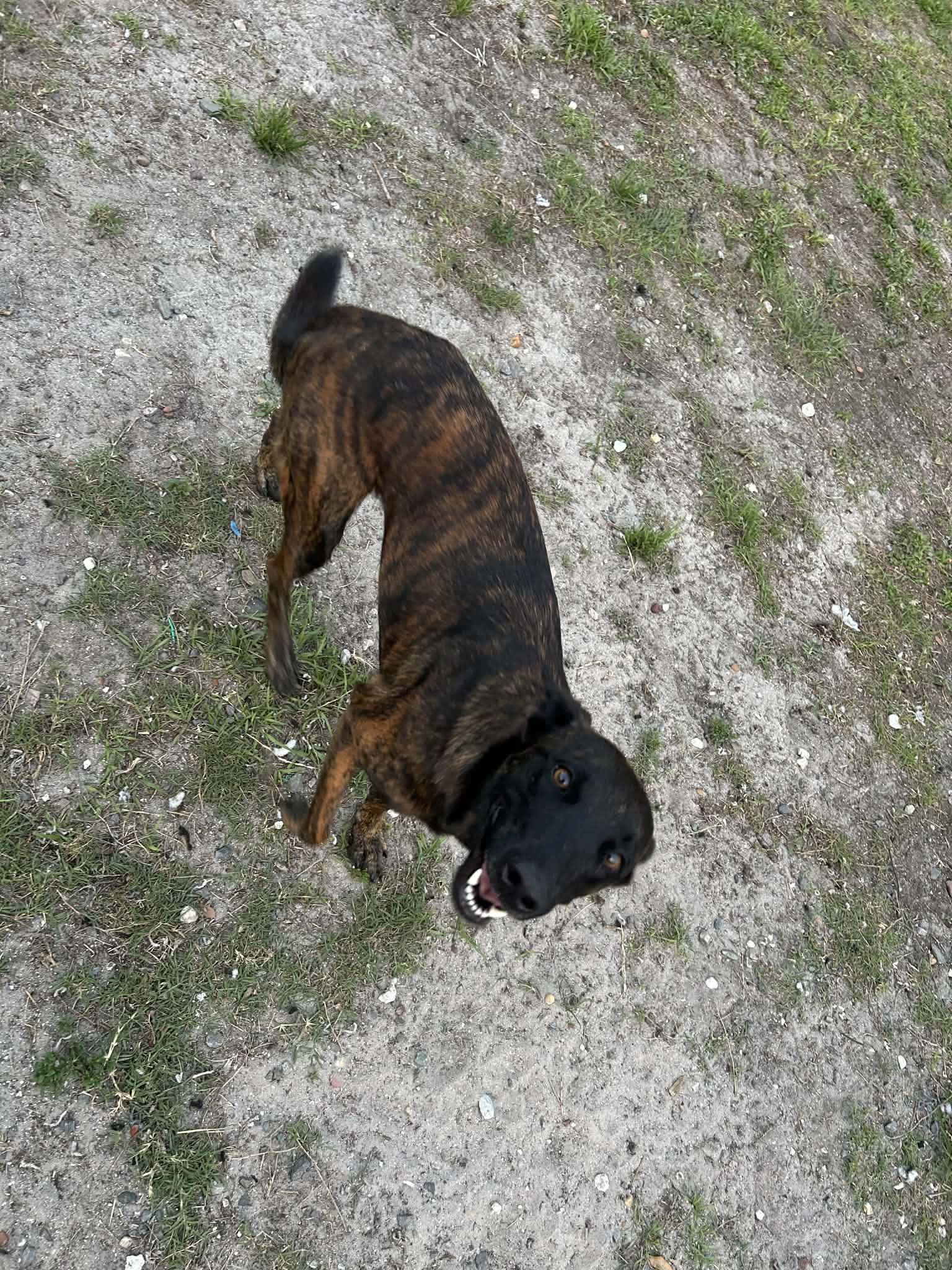 Enlarge Sphinx, a Adopted mixed breed in Parrish, FL image 5/6