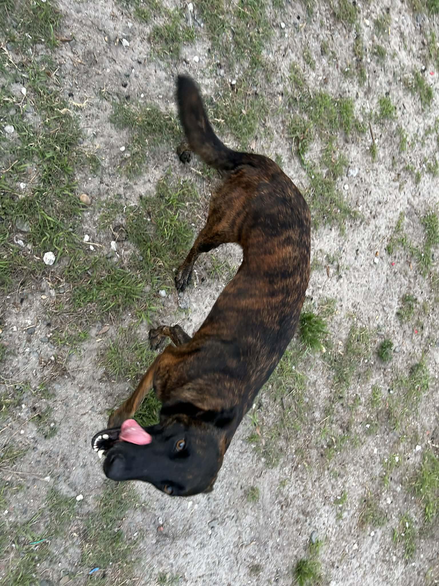 Enlarge Sphinx, a Adopted mixed breed in Parrish, FL image 6/6