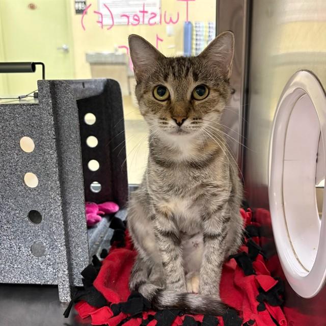 TWIZZLER, Adoptable, Young Female Domestic Short Hair.