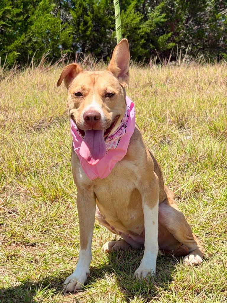 BINGO, Adoptable, Adult Female Pit Bull Terrier & Mixed Breed.