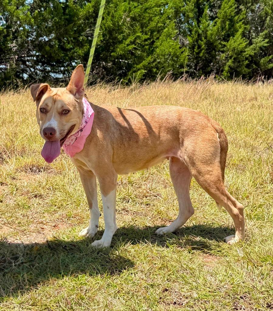 Enlarge BINGO, a Adoptable mixed breed in Belton, TX image 2/2
