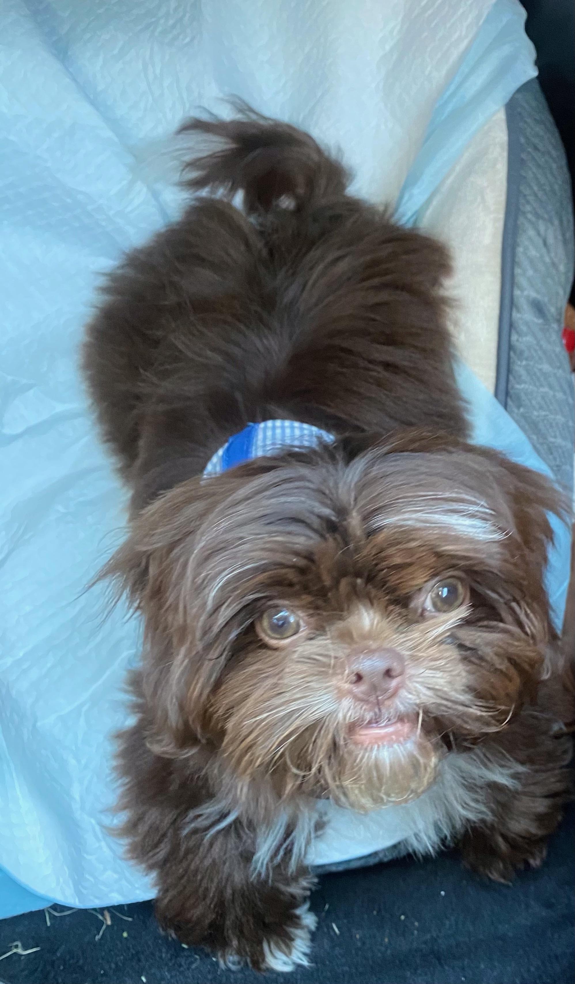 Rooney, ADOPTABLE, Adult Male Shih Tzu.