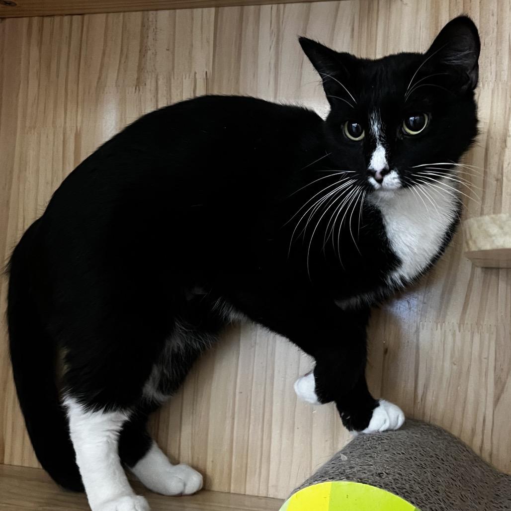 Roxy, Adoptable, Young Female Domestic Short Hair.