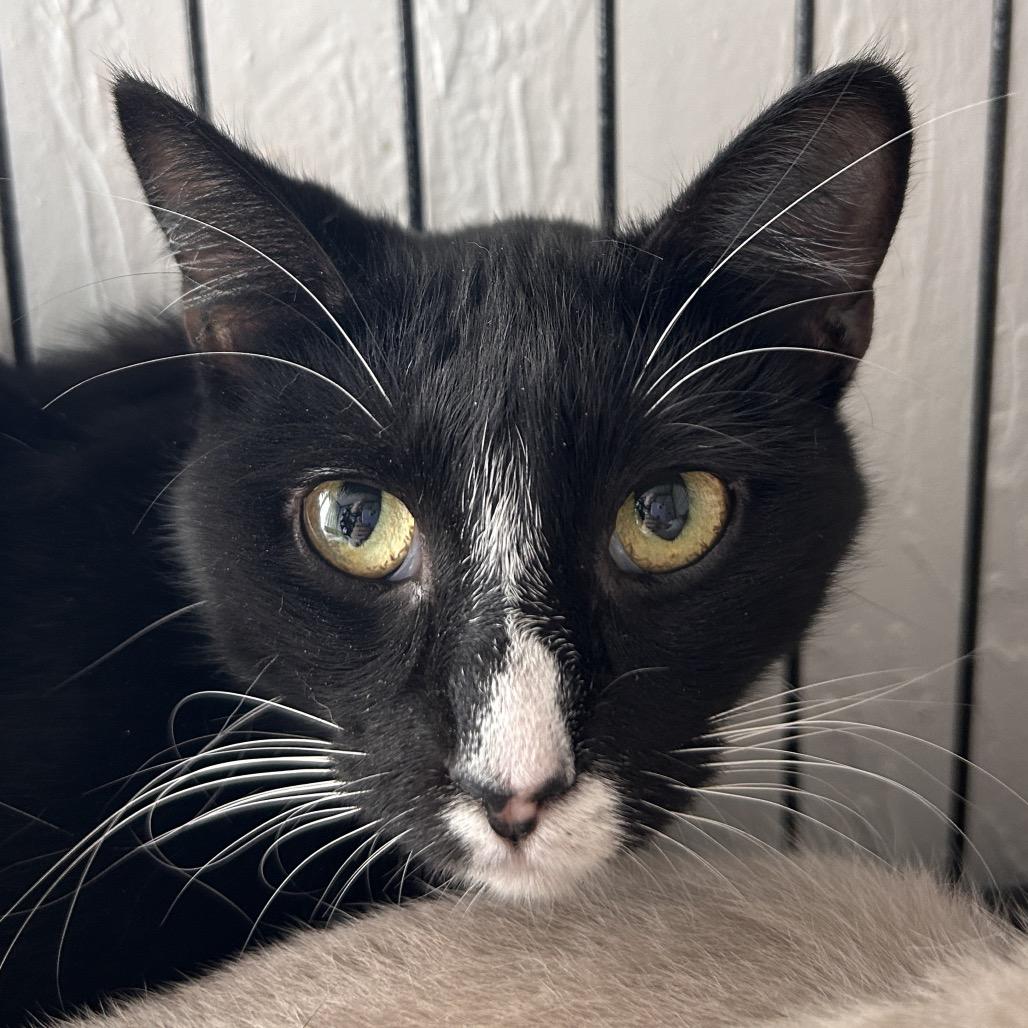 Enlarge Roxy, a Adoptable Domestic Short Hair in Yucca Valley, CA image 2/2