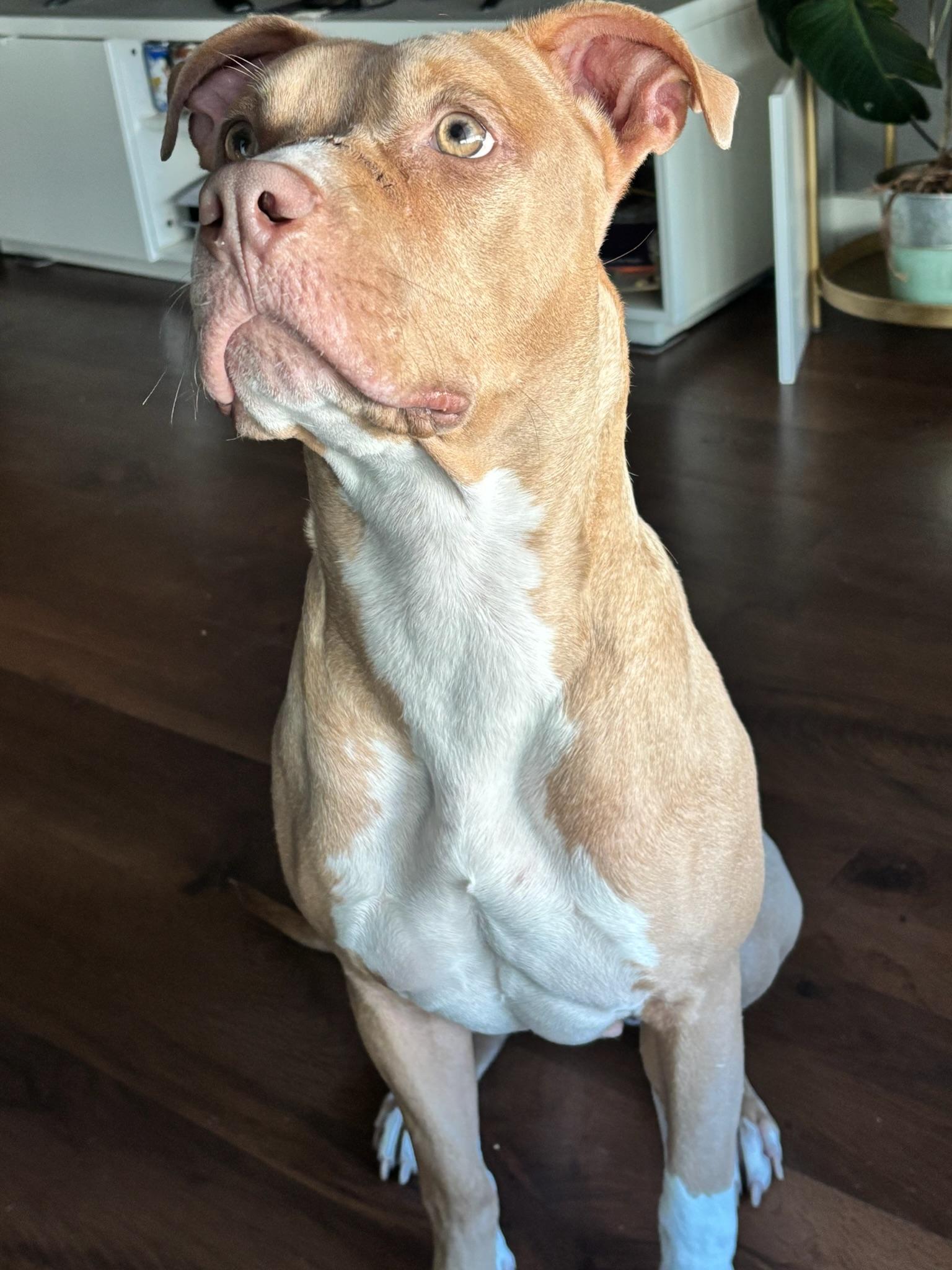 Tammy, Adoptable, Young Female Staffordshire Bull Terrier.