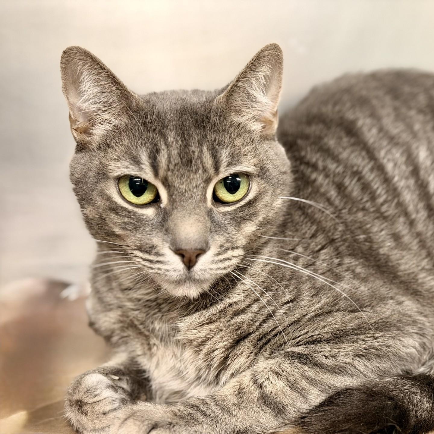 Enlarge Luna, a ADOPTABLE Domestic Short Hair in Jackson, NJ image 2/2