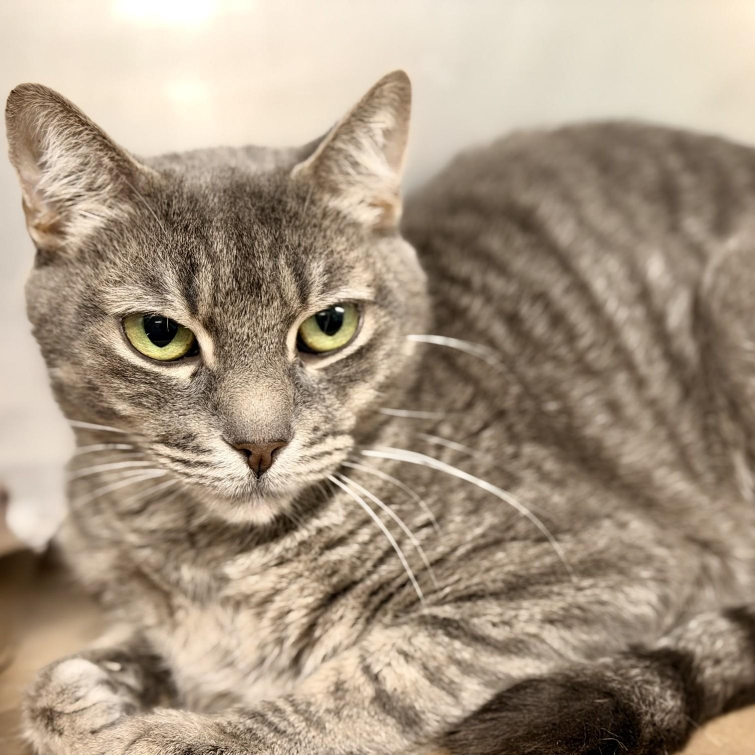 Luna, ADOPTABLE, Adult Female Domestic Short Hair.