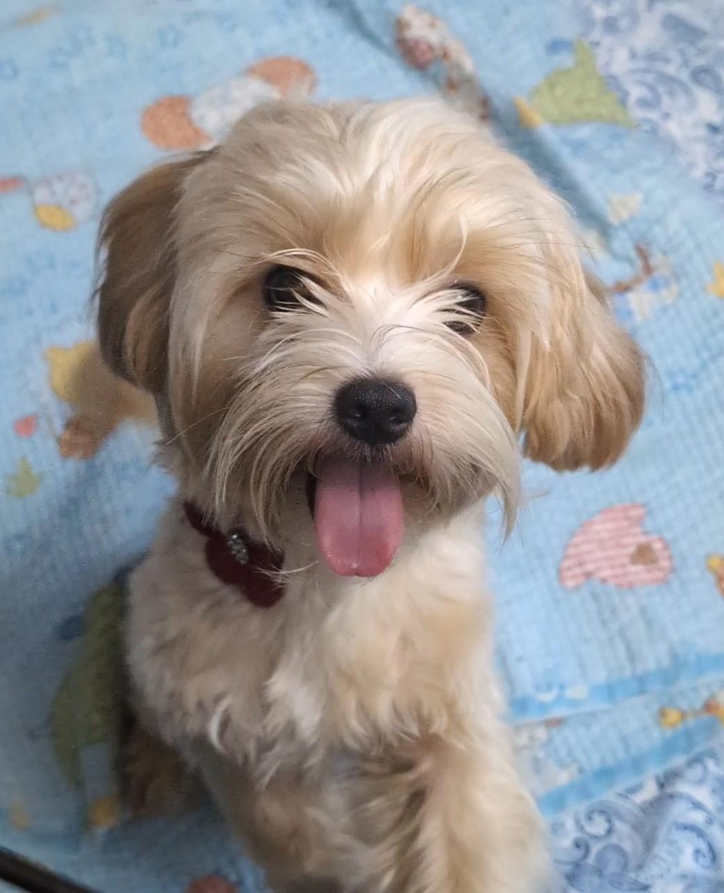 Dumpling, an adopted mixed breed in Los Angeles, CA image 2/3