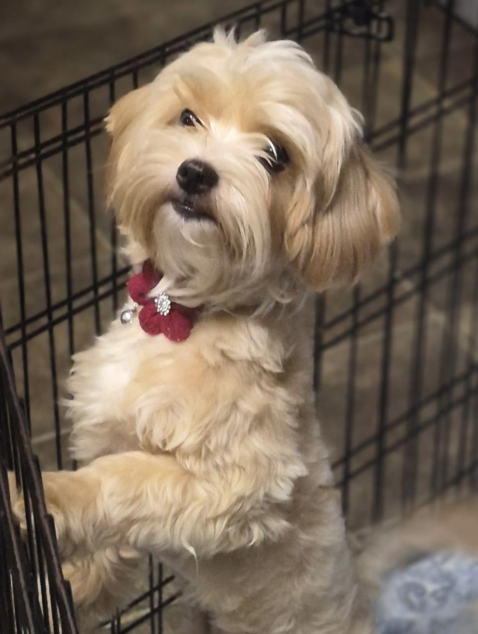 Dumpling, adopted, Young Male Yorkie Poo.