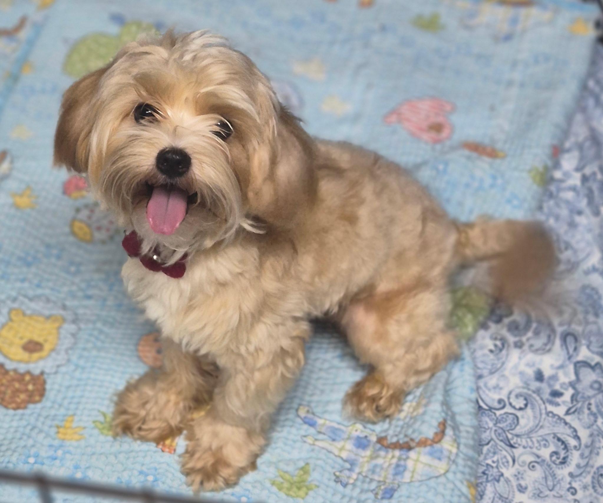 Dumpling, an adopted mixed breed in Los Angeles, CA image 3/3