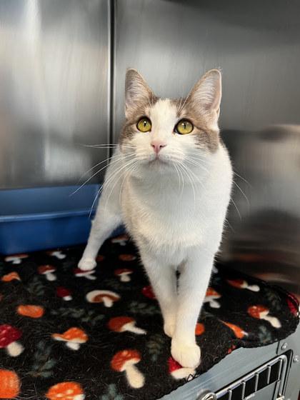 Marbles, Adoptable, Adult Female Domestic Medium Hair & Domestic Short Hair.