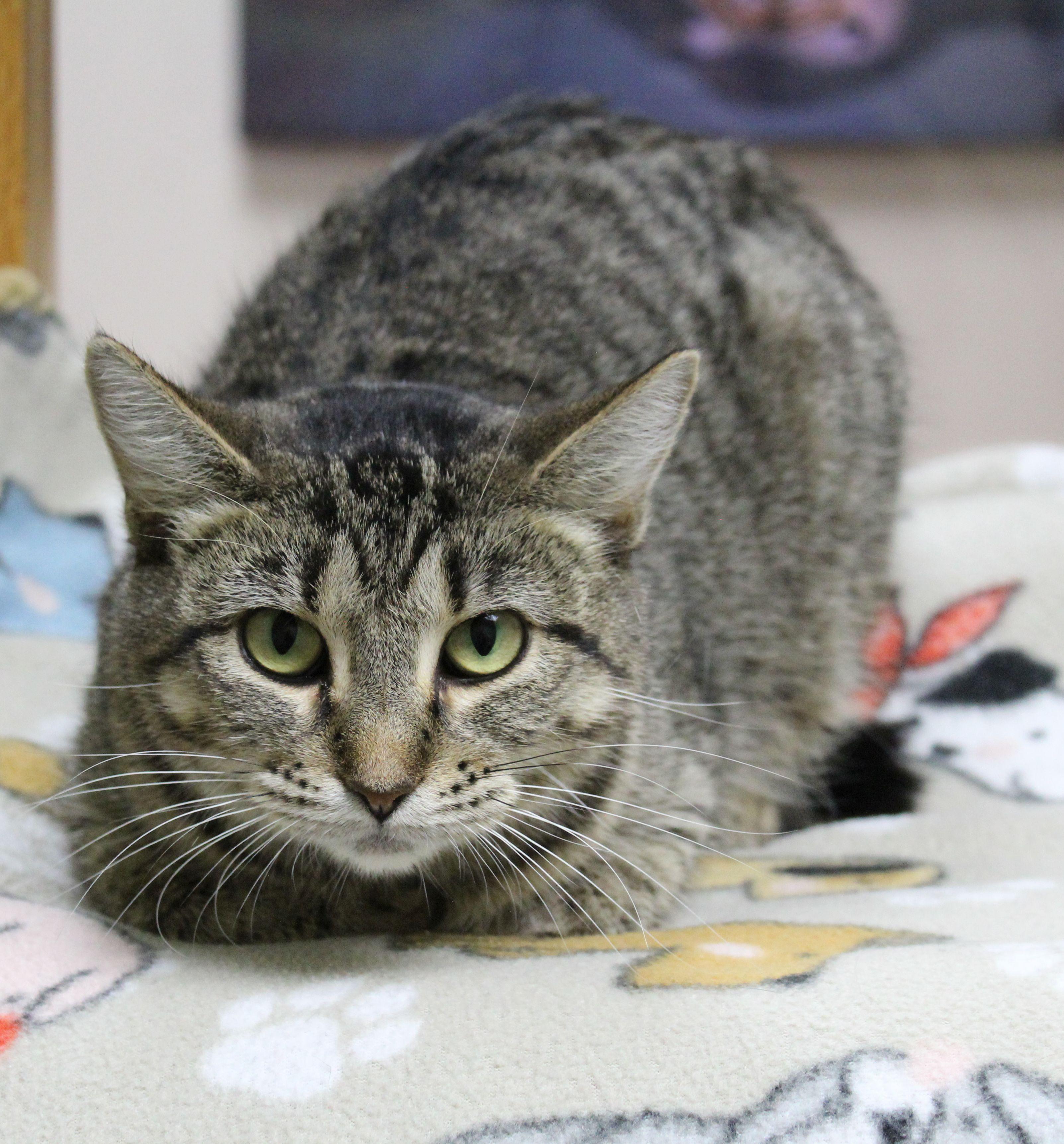 Elsa, Adoptable, Adult Female Domestic Short Hair.