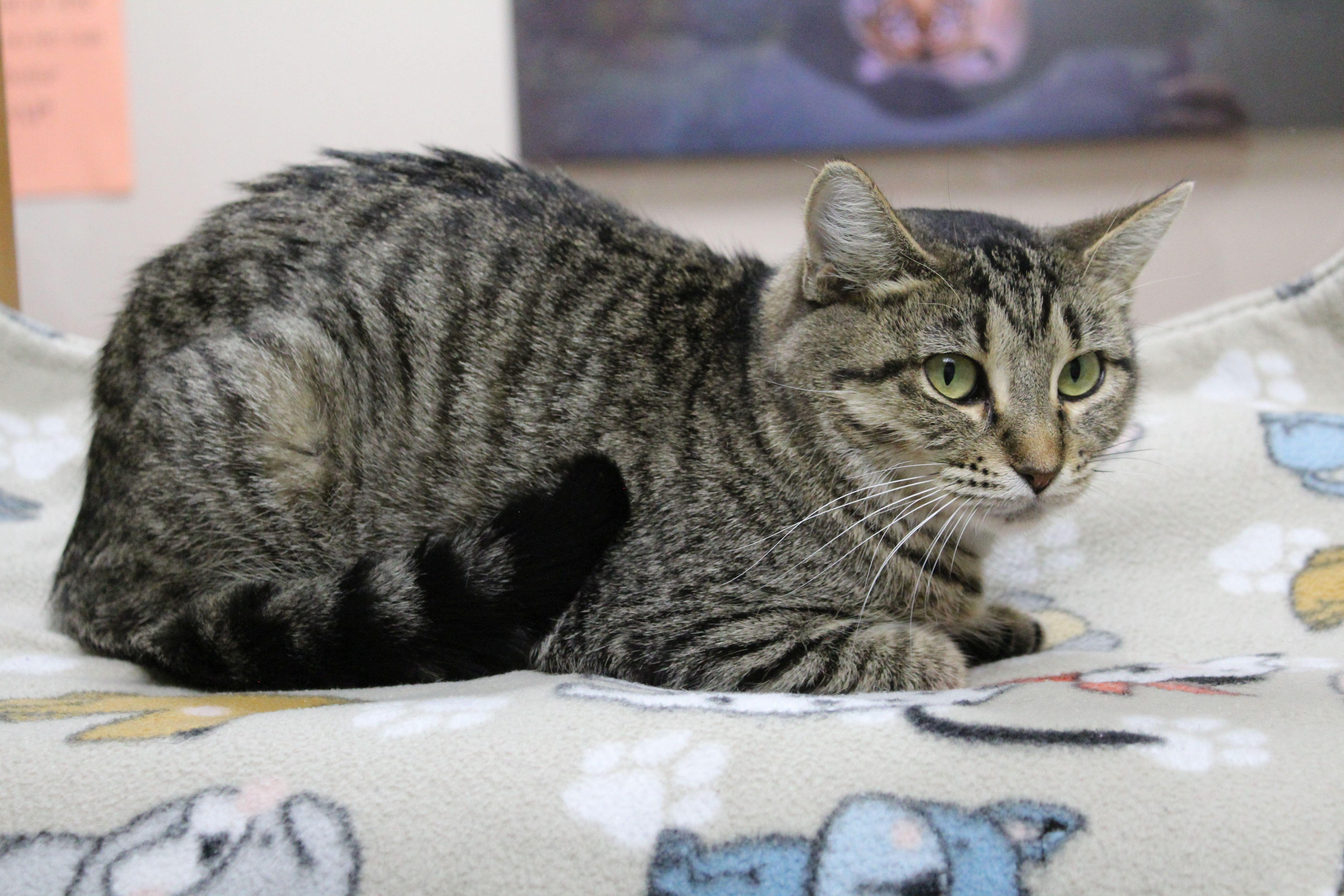 Enlarge Elsa, a Adoptable Domestic Short Hair in Portage, WI image 2/3