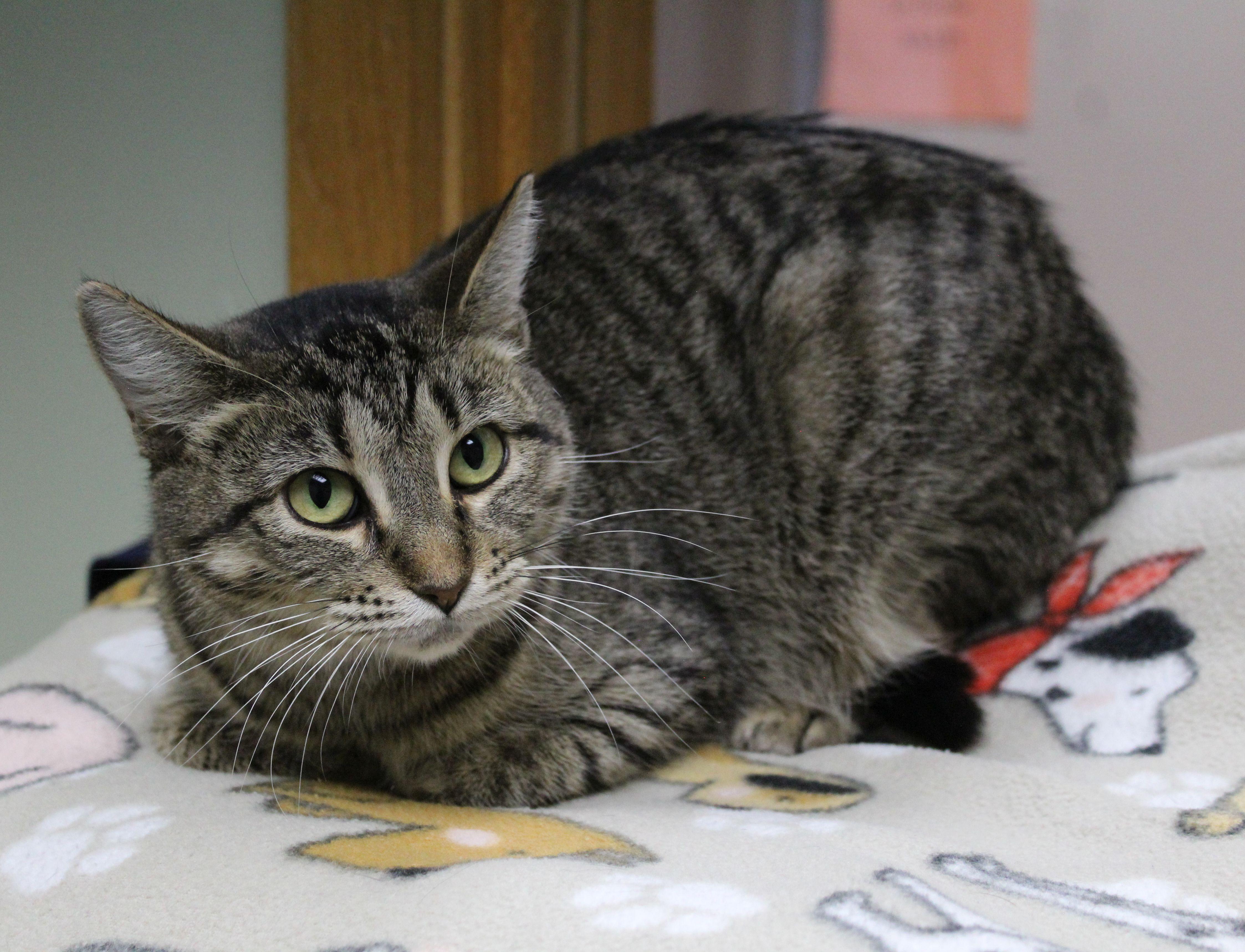 Enlarge Elsa, a Adoptable Domestic Short Hair in Portage, WI image 3/3