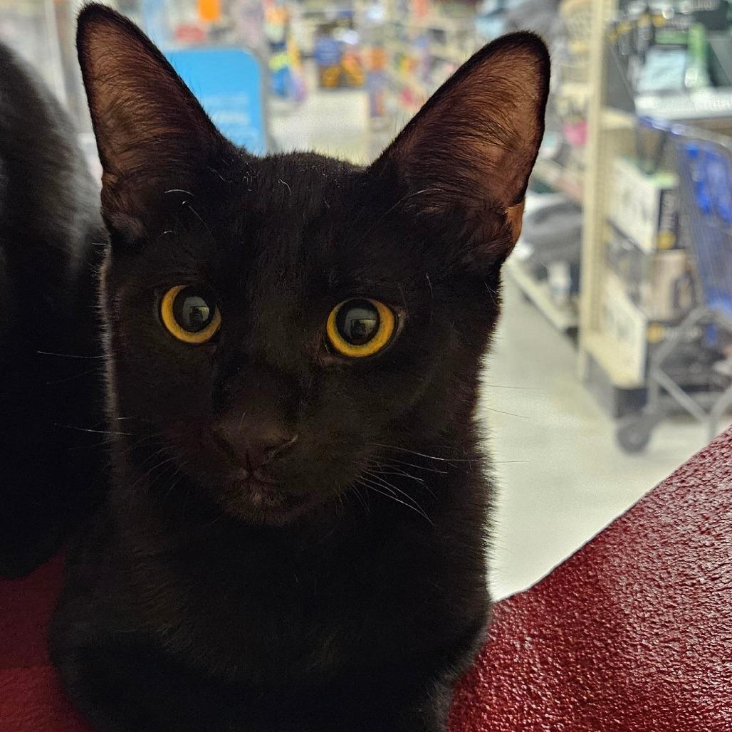 Enlarge Luther, a Adoptable Domestic Short Hair in Las Vegas, NV image 1/1