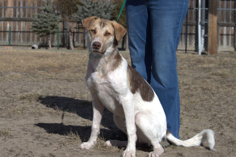 Walter, ADOPTABLE, Young Male Husky.
