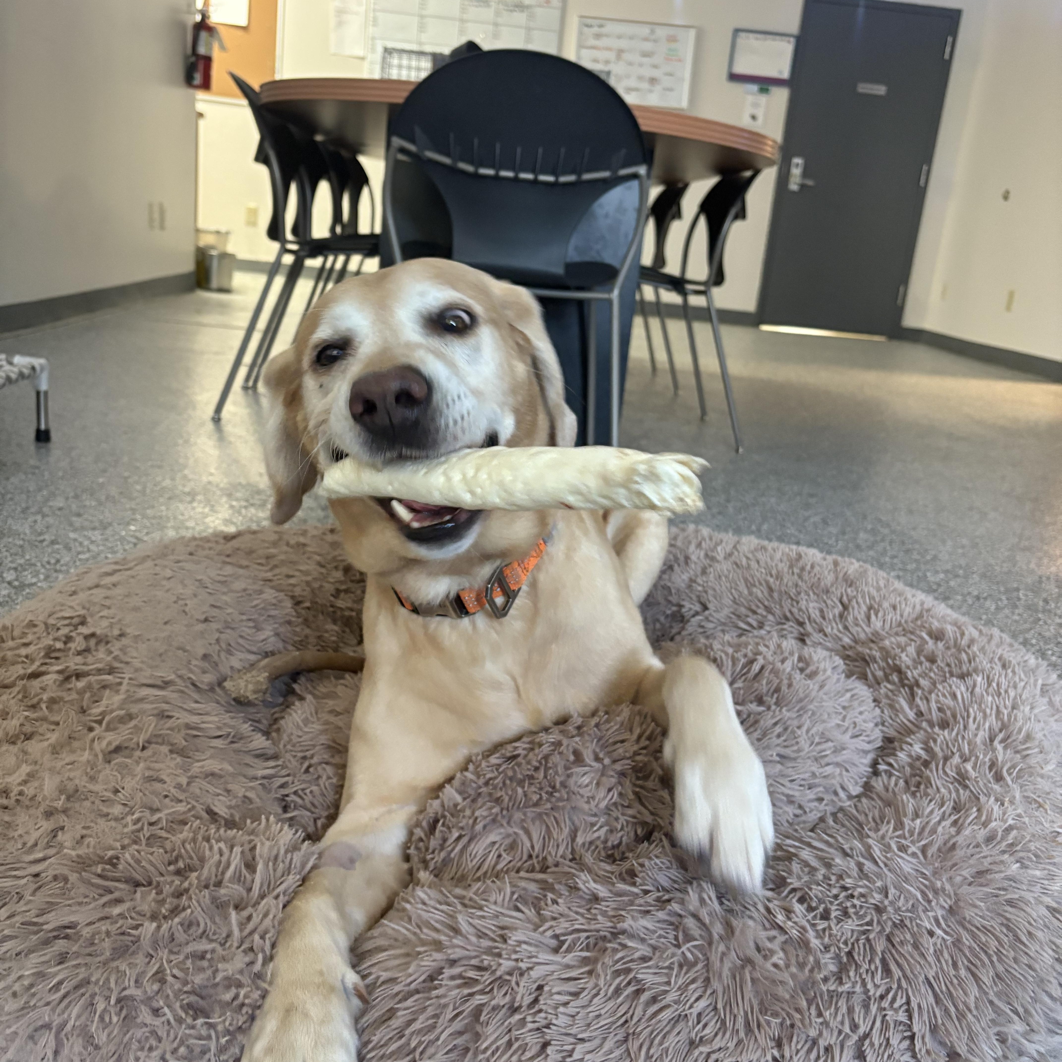 Enlarge Taco, an adopted Yellow Labrador Retriever in Blue Springs, MO image 2/4