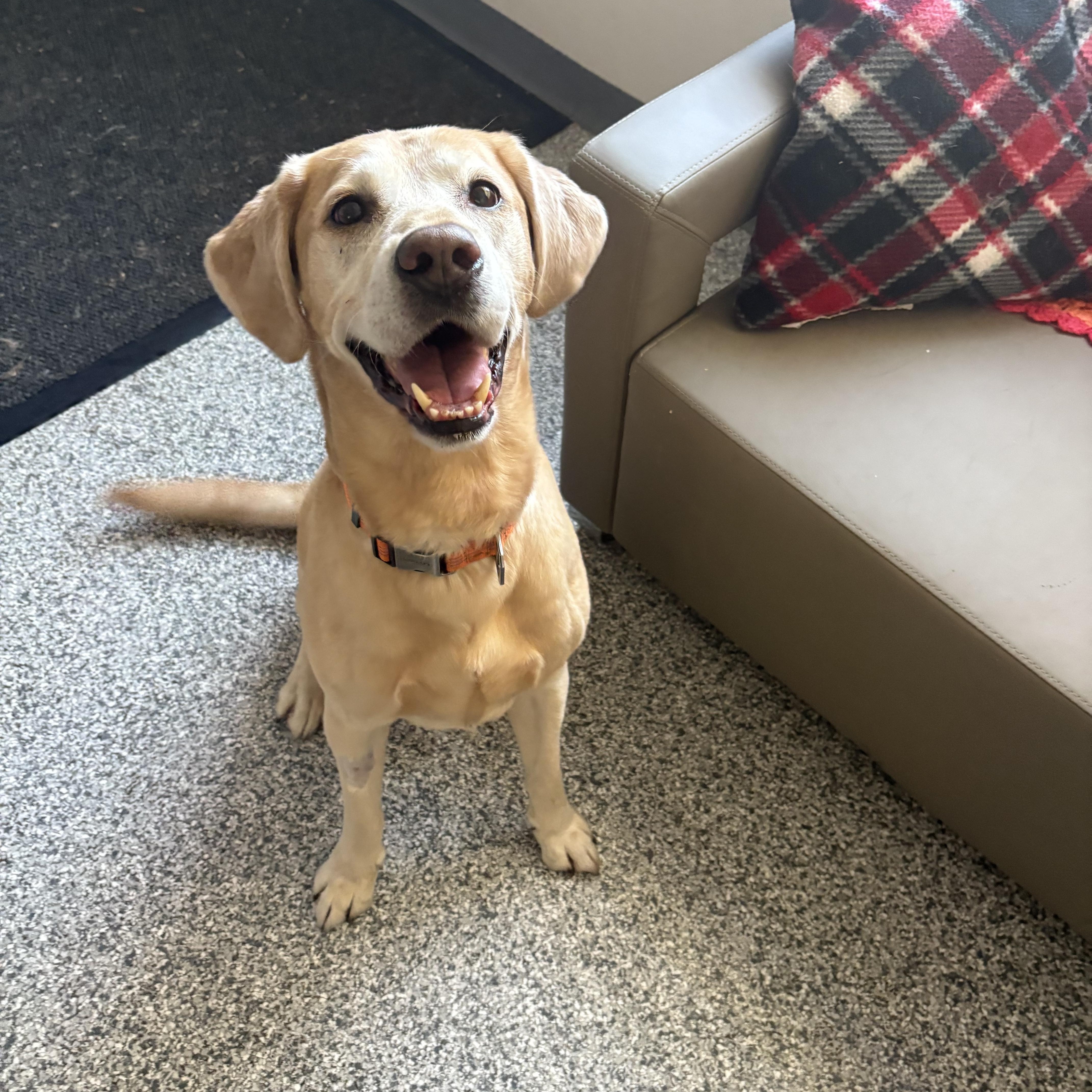 Enlarge Taco, an adopted Yellow Labrador Retriever in Blue Springs, MO image 1/4