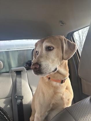 Enlarge Taco, an adopted Yellow Labrador Retriever in Blue Springs, MO image 4/4