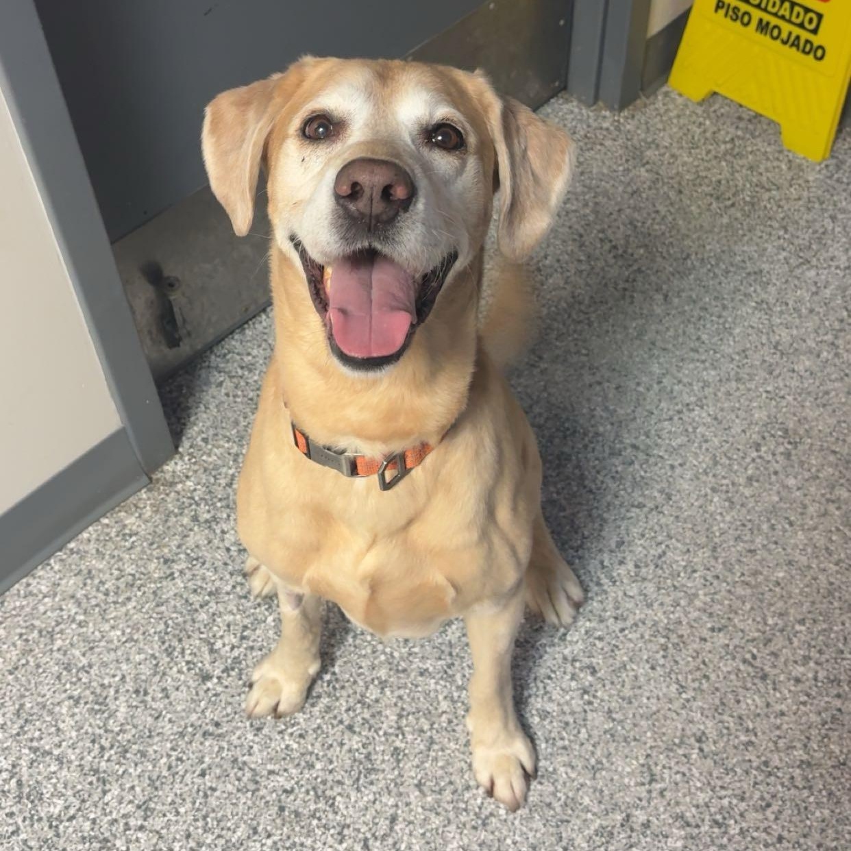 Enlarge Taco, an adopted Yellow Labrador Retriever in Blue Springs, MO image 3/4