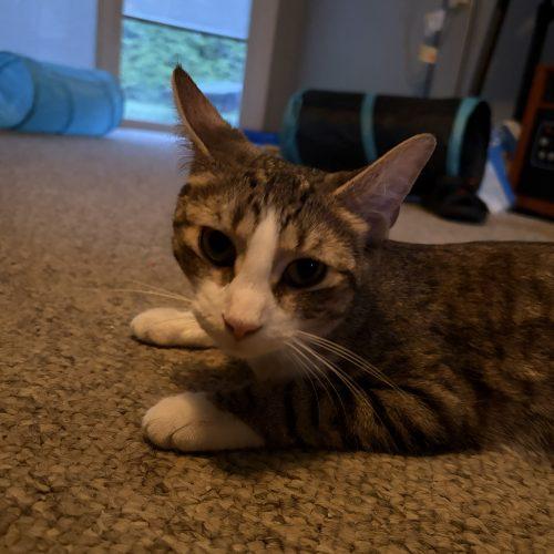 Bitsy, Adoptable, Young Female Domestic Short Hair.
