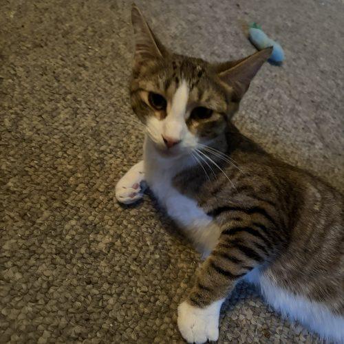 Enlarge Bitsy, a Adoptable Domestic Short Hair in Kenosha, WI image 2/3