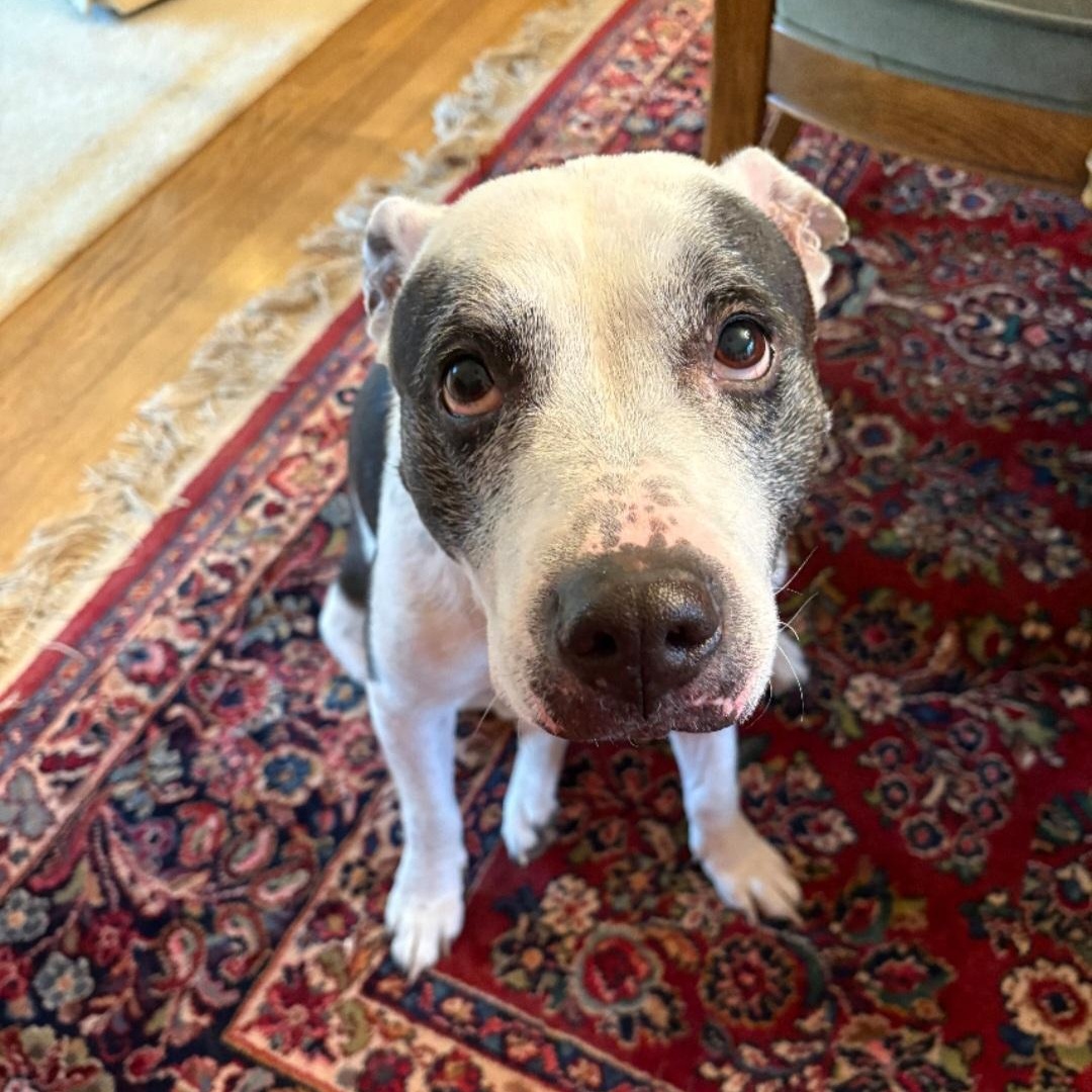 Enlarge BETTY & BOOTSY (BONDED SENIOR SISTERS), a Adoptable mixed breed in Staten Island, NY image 4/5