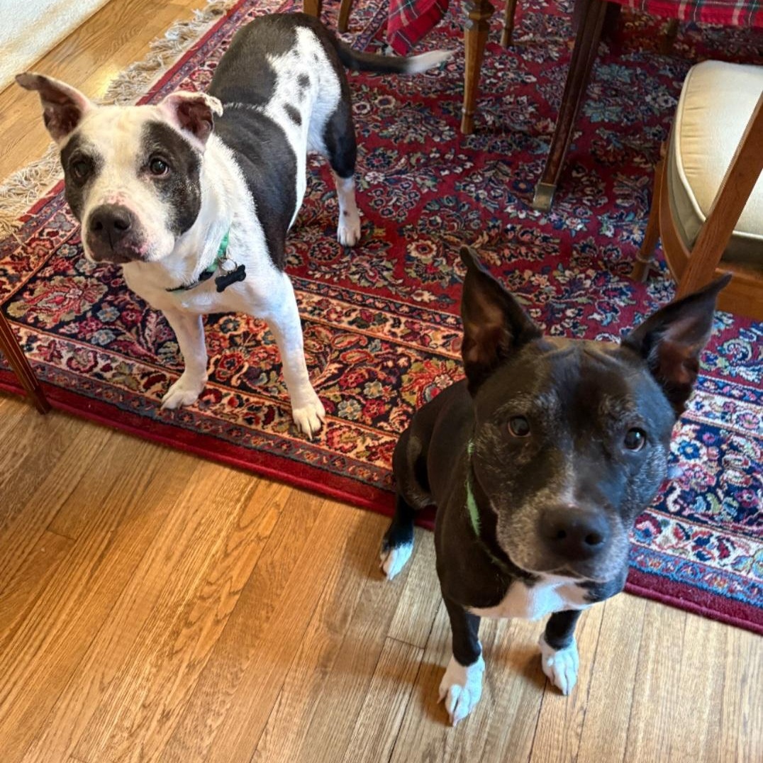 Enlarge BETTY & BOOTSY (BONDED SENIOR SISTERS), a Adoptable mixed breed in Staten Island, NY image 1/5