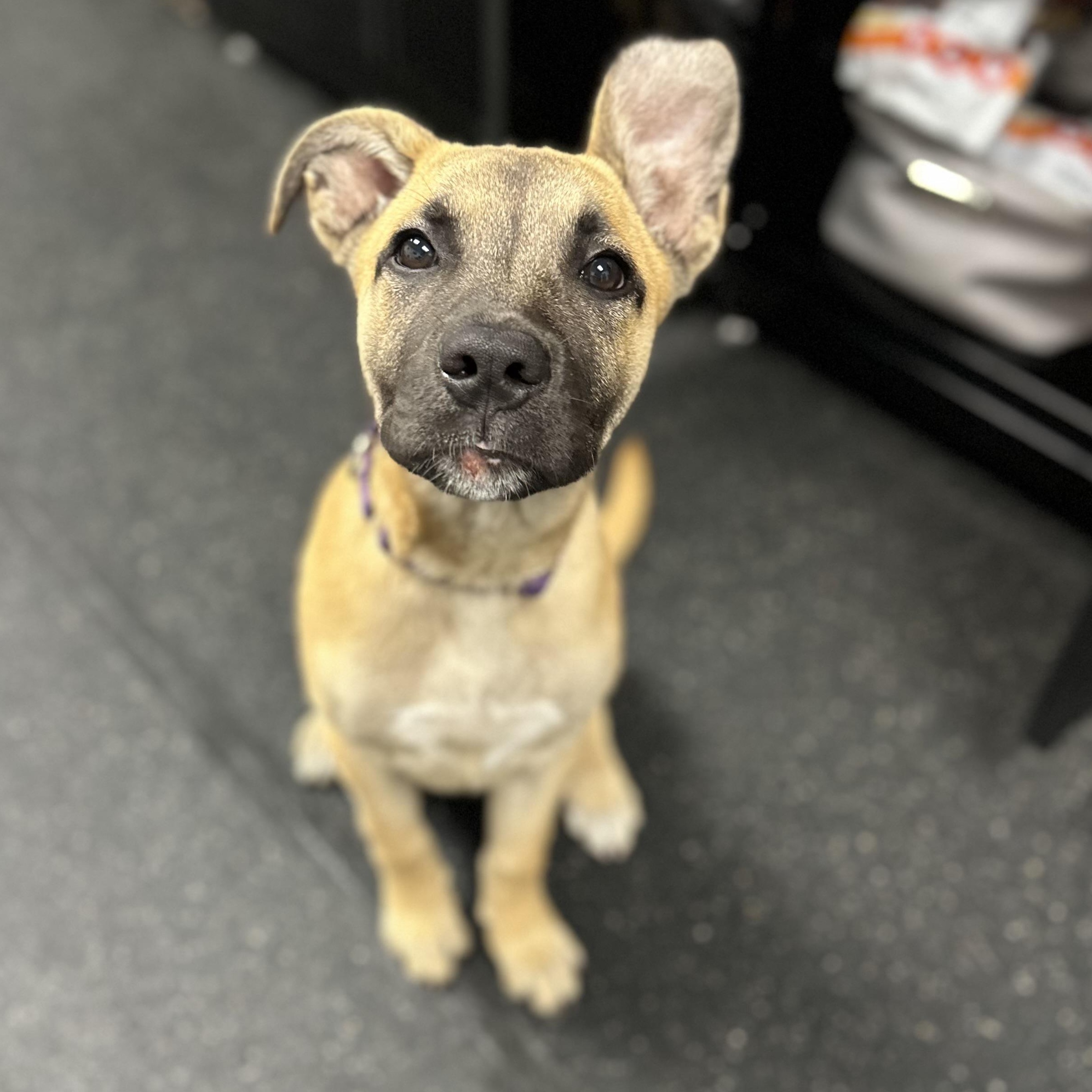 Enlarge Pippa, an adopted mixed breed in Youngstown, OH image 3/3