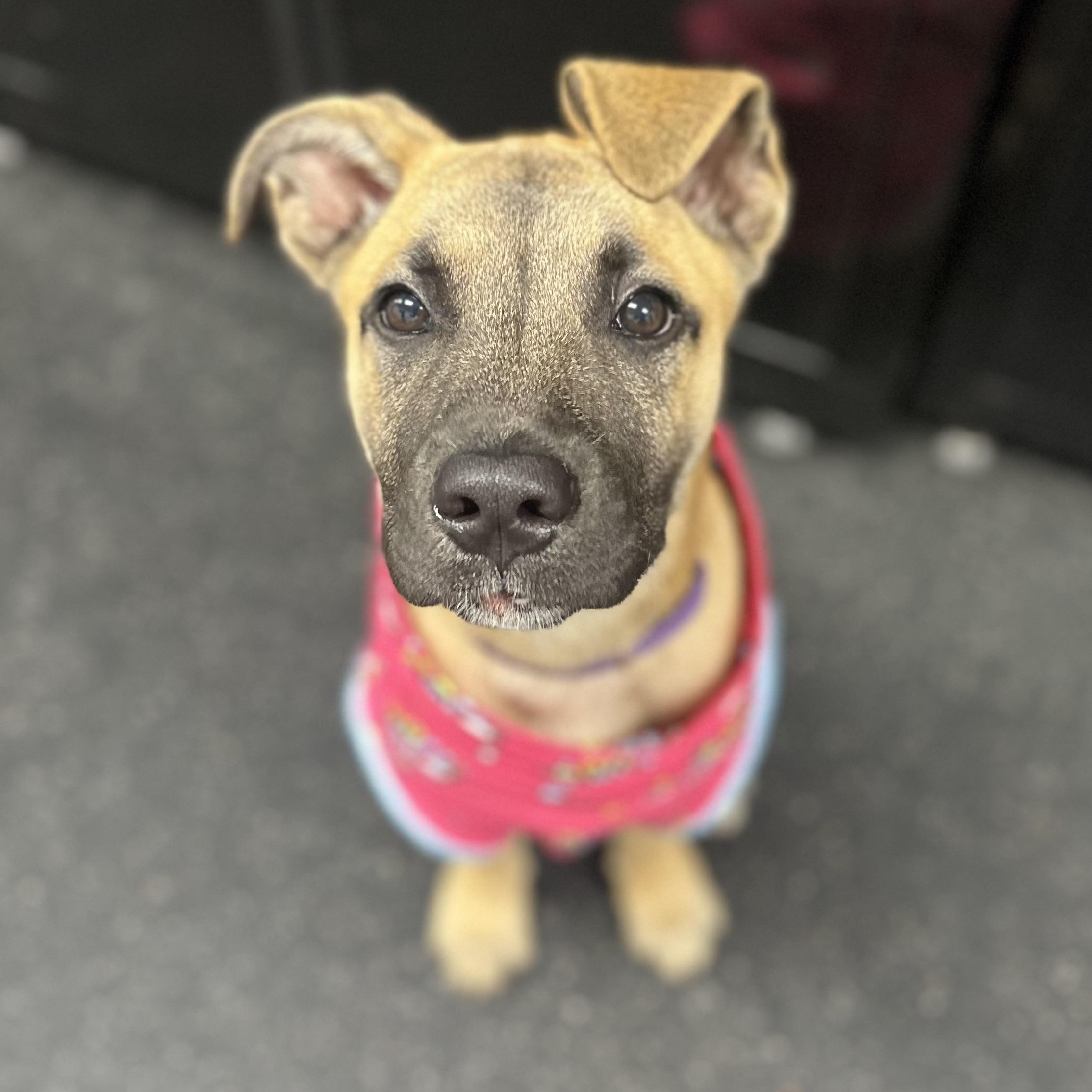 Pippa, adopted, Puppy Female German Shepherd Dog.