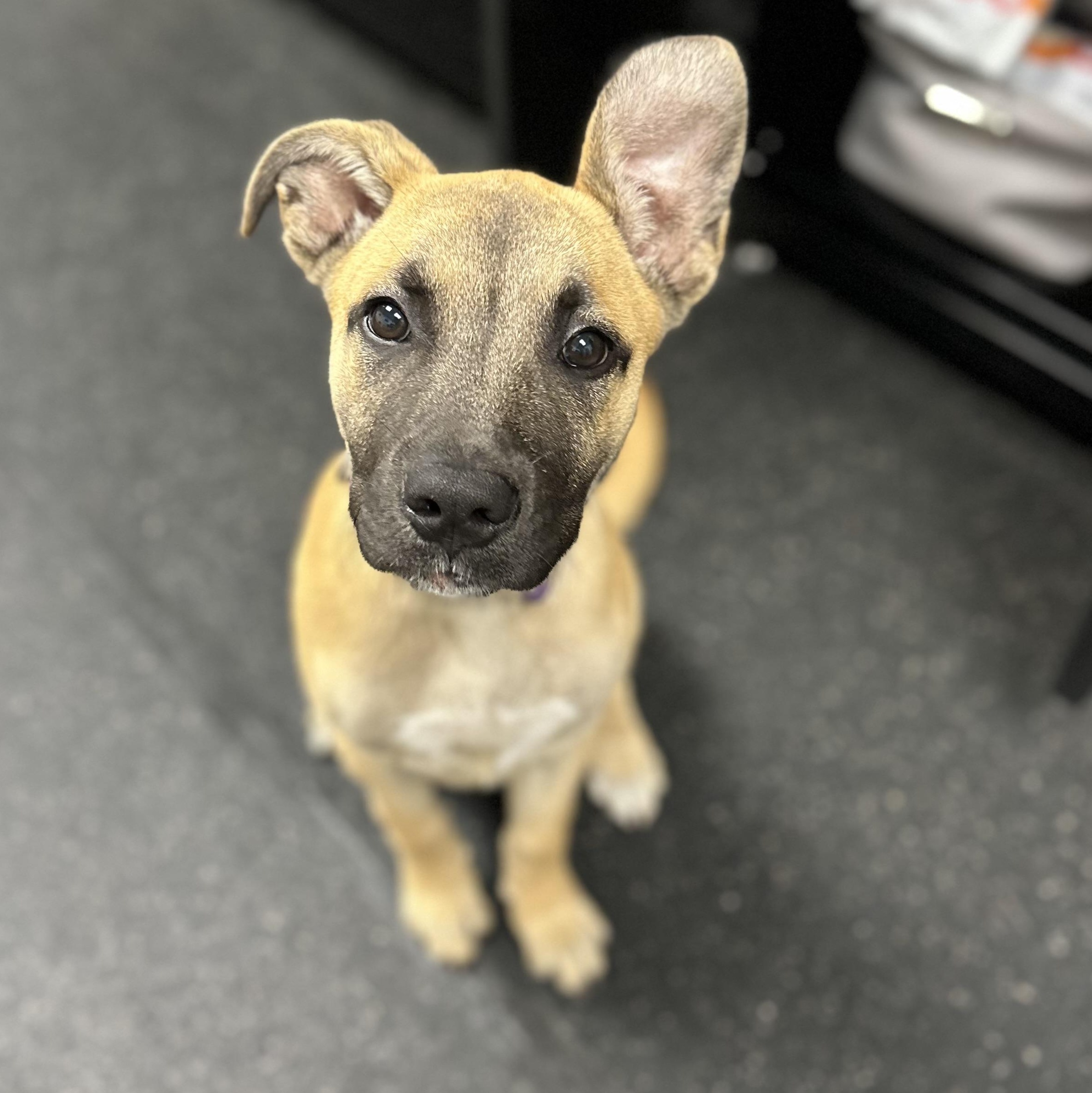 Enlarge Pippa, an adopted mixed breed in Youngstown, OH image 2/3