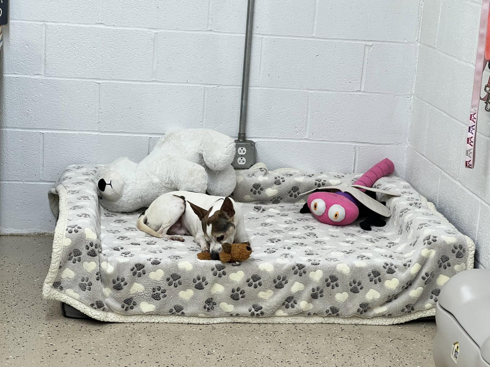 Buddy, Adoptable, Adult Male Chihuahua.