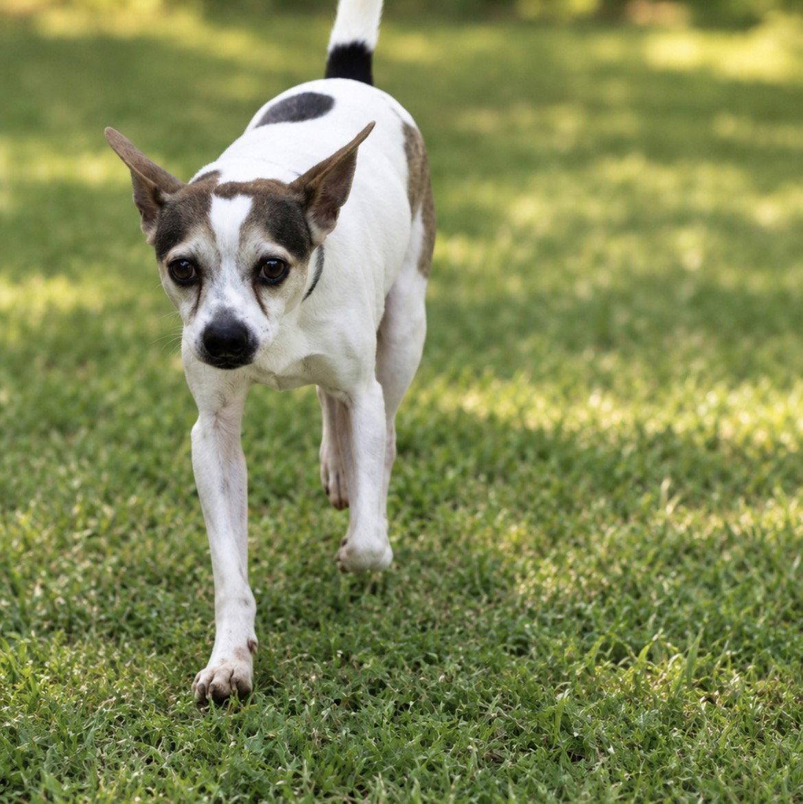 Enlarge Buddy, a Adoptable Chihuahua in York, SC image 2/3