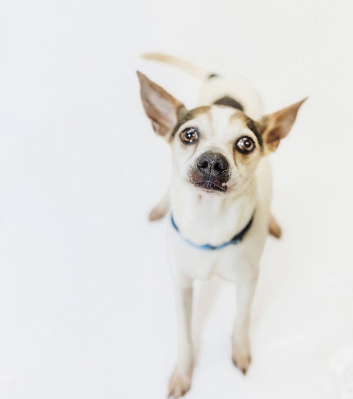 Enlarge Buddy, a Adoptable Chihuahua in York, SC image 3/3
