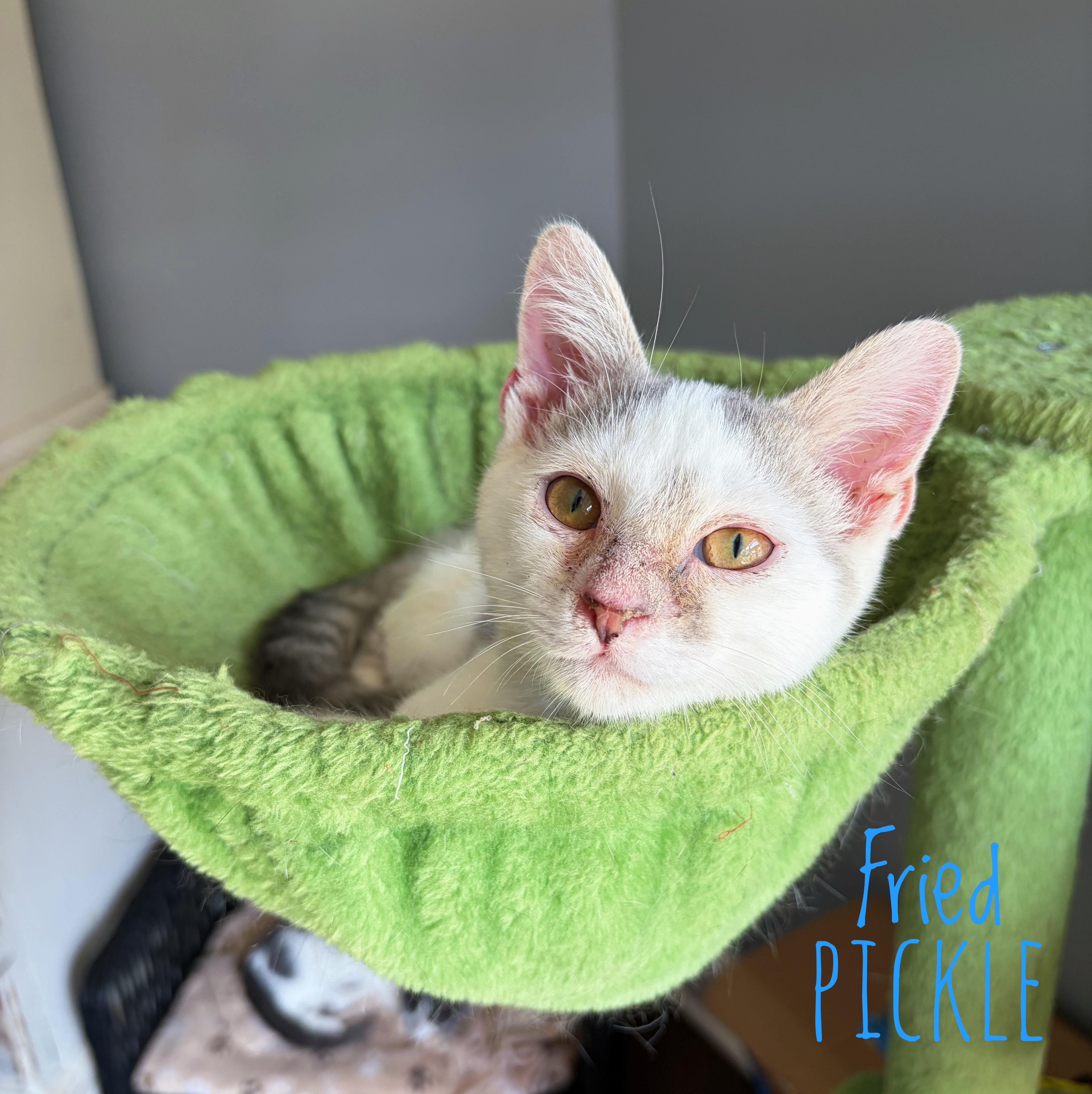 Fried Pickle, Adoptable, Kitten Male Domestic Short Hair.