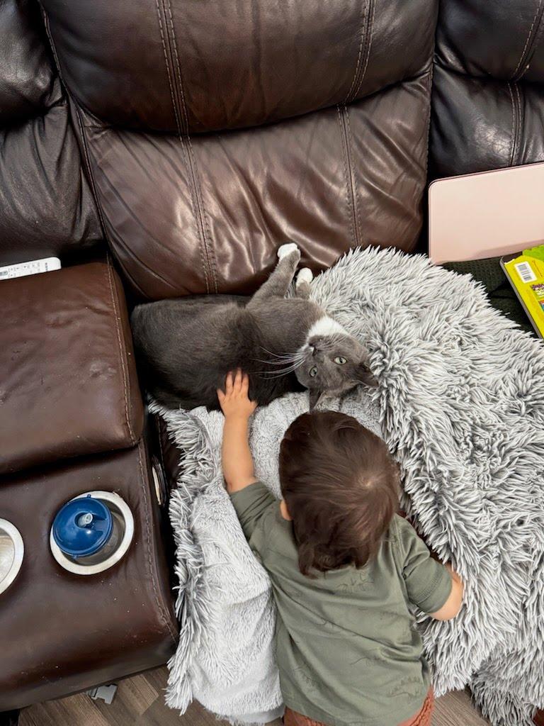 Enlarge Handsome Frank, a ADOPTABLE Domestic Short Hair in Gig Harbor, WA image 2/3