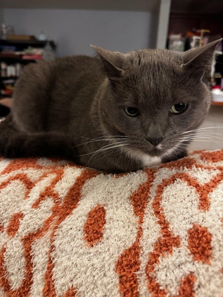 Enlarge Handsome Frank, a ADOPTABLE Domestic Short Hair in Gig Harbor, WA image 1/3