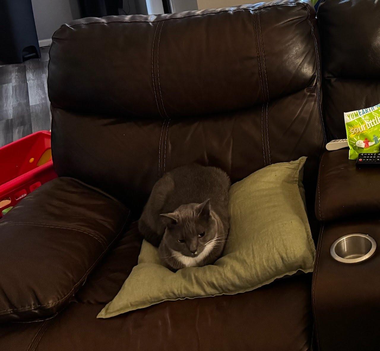 Enlarge Handsome Frank, a ADOPTABLE Domestic Short Hair in Gig Harbor, WA image 3/3