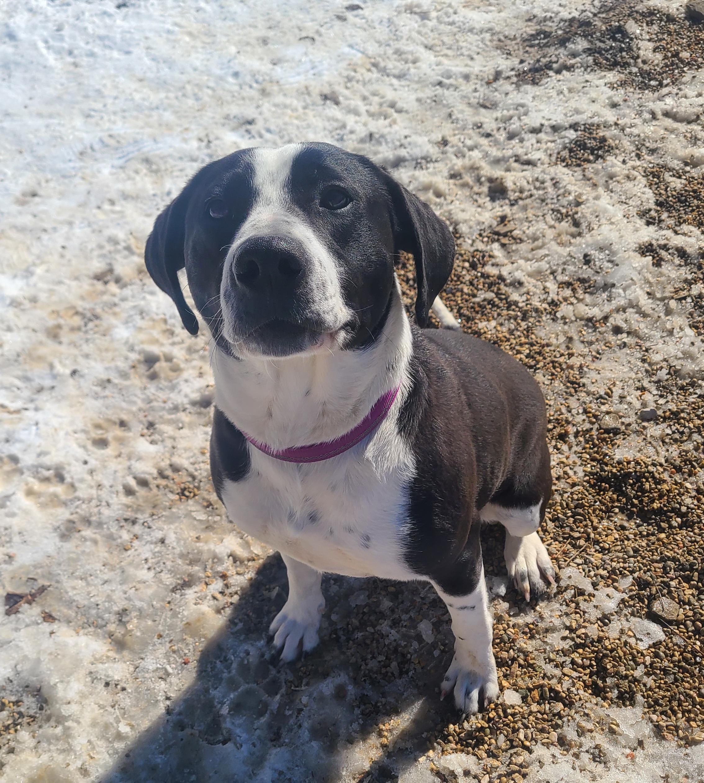 Sophia, a ADOPTABLE mixed breed in Newcastle, WY image 1/3
